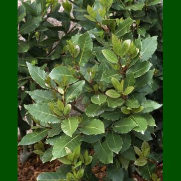 Laurus nobilis - Lovor