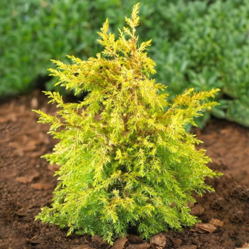 Juniperus communis Gold Cone - Piramidalna kleka Gold Cone