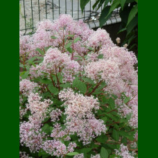 Ceanothus pallidus Marie Simon - Kalifornijski jorgovan