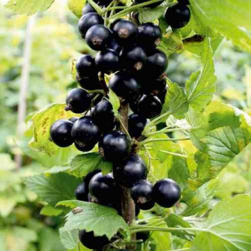 Ribes Nigrum Black Bells - Crna ribizla Black Bells