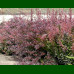 Berberis thunbergii Red Chief - Berberis Red Chief