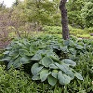 Hosta sieboldiana  Elegans 