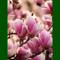 Magnolia Alexandrina - Magnolija Alexandrina