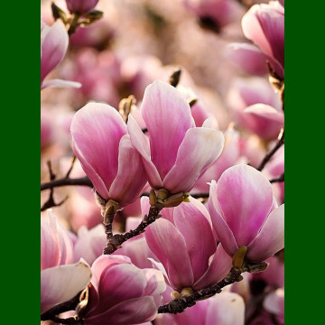 Magnolia Alexandrina - Magnolija Alexandrina