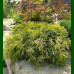 Chamaecyparis pisifera Sungold - Zlatni pačempres Sungold