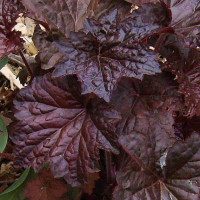 Heuchera Palace Purple - Hojhera Palace Purple