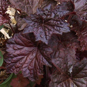 Heuchera Palace Purple - Hojhera Palace Purple