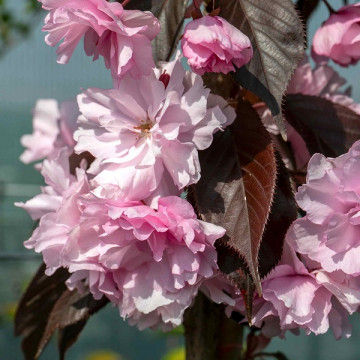 Prunus serrulata Royal Burgundy - Japanska ukrasna trešnja Royal Burgundy