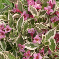 Weigela All Summer Monet - Vejgela All Summer Monet