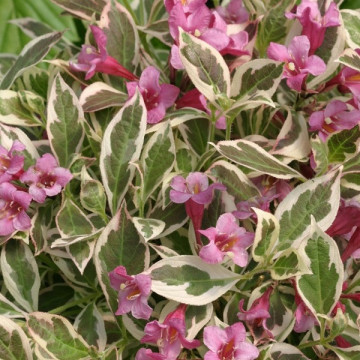 Weigela All Summer Monet - Vejgela All Summer Monet