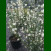 Cytisus praecox Albus - Citisus Albus