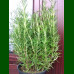 Rosmarinus officinalis Pyramidalis – Ruzmarin stubasti 