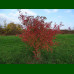 Euonymus europaeus - Evunimus prugasti