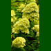 Hydrangea paniculata Mojito - Drvenasta hortenzia Mojito