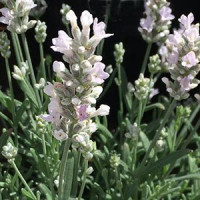 Lavandula angustifolia Alba - Bela lavanda