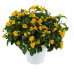 Lantana montevidensis Yellow - Puzava lantana Yellow 