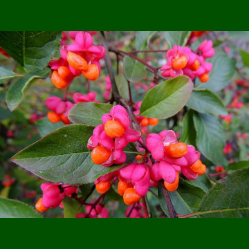 Euonymus europaeus - Evunimus prugasti