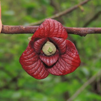 Asimina triloba Paw Paw - Indijska banana