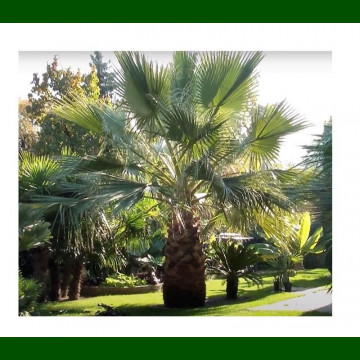 Washingtonia filifera - Palma Wašington
