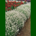 Lavandula angustifolia Arctic Snow - Lavanda Arctic Snow