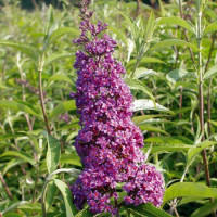 Buddleja davidii Ile de France - Letnji jorgovan Ile de France