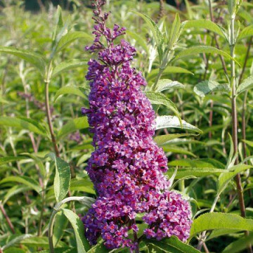 Buddleja davidii Ile de France - Letnji jorgovan Ile de France
