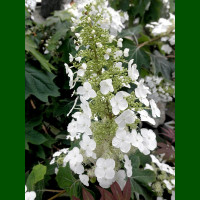 Hydrangea quercifolia Alice - Hrasnolisna hortenzija Alice