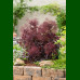 Cotinus coggygria Lilla - Patuljasti purpurni cotinus