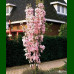 Prunus serrulata Amanogawa - Stubasta japanska trešnja
