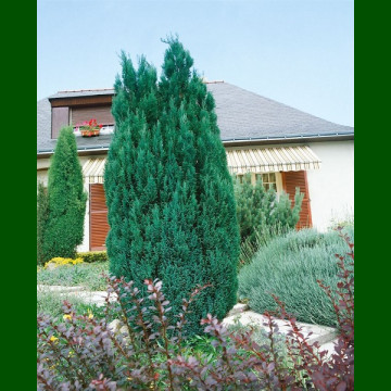 Chamaecyparis Lawsoniana Ellwoodii - Pačempres Ellwoodii