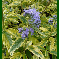 Caryopteris x clandonensis Summer Sorbet - Kariopteris Summer Sorbet