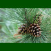 Pinus nigra - Crni bor