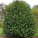 Prunus lusitanica Angustifolia - Portugalska lovor višnja
