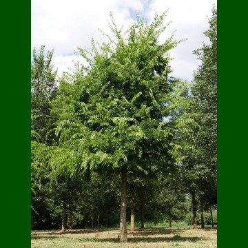 Celtis occidentalis - Američki koprivić
