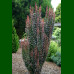 Berberis thunbergii Helmond Pillar - Berberis stubasti Helmond Pillar