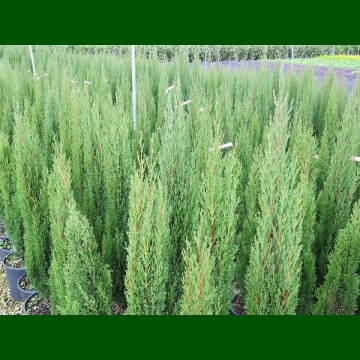 Cupressus sempervirens Pyramidalis - Evropski čempres Pyramidalis