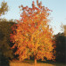 Acer negundo - Jasenolisni javor