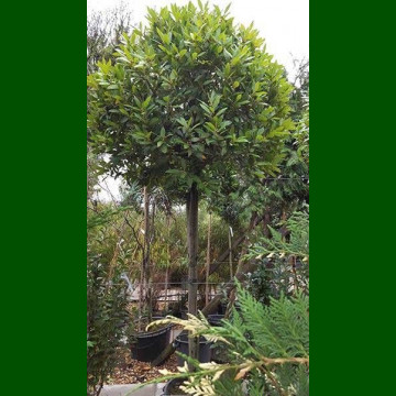 Laurus nobilis - Lovor jestivi na štapu