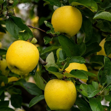 Jabuka Golden Delises