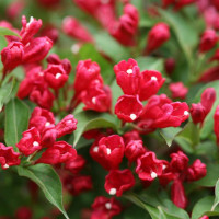 Weigela florida Red Princ - Vejgela Red Princ