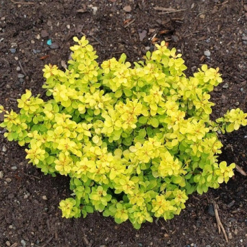 Berberis thunbergii Evita - Patuljasti berberis Evita