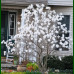 Magnolia stellata Waterlily - Magnolija Waterlily