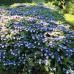 Hydrangea serrata Magic Pillow - Hortenzija Magic Pillow