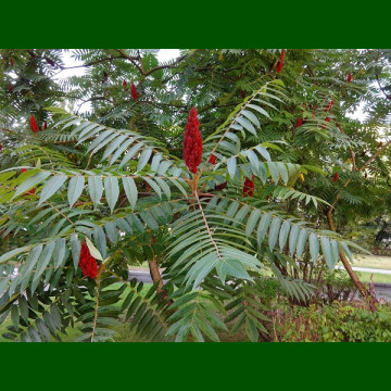 Rhus Typhina - Kiseli ruj