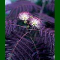 Albizia julibrissin Summer Chocolate - Čokoladna albicija