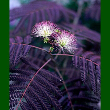 Albizia julibrissin Summer Chocolate - Čokoladna albicija