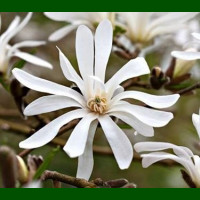 Magnolia stellata - Zvezdasta magnolija