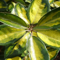 Elaeagnus ebbingei Limelight - Elaeagnus Limelight