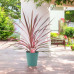 Cordyline southern Splendour - Novozelandska palma