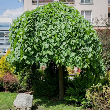 Ulmus Glabra Pendula - Žalosni brest
